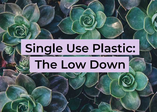 Single Use Plastic: The Low Down